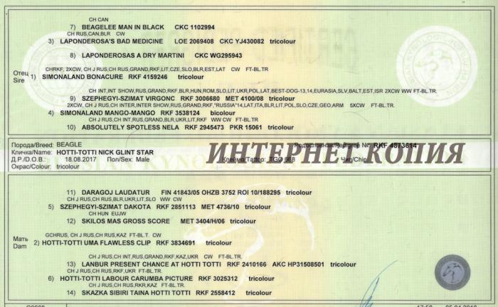 бигль екатеринбург питомники