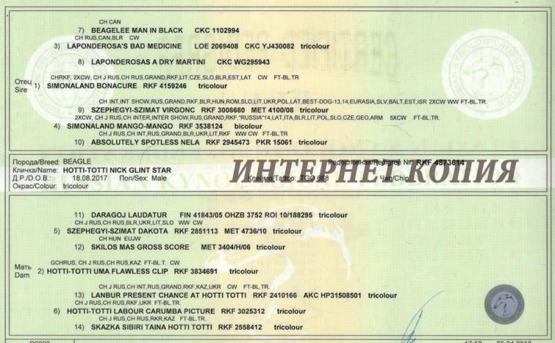 бигль екатеринбург питомники